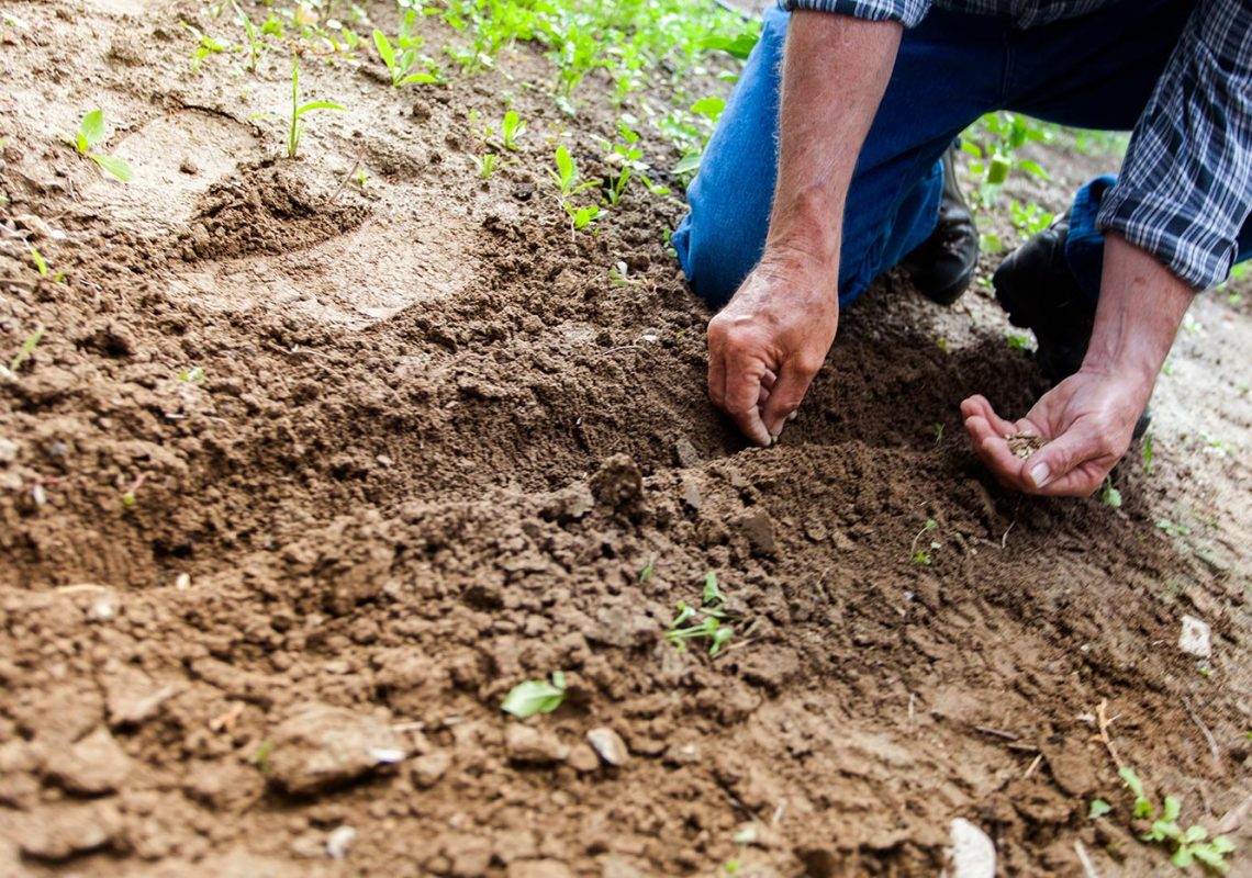 Diet and Plant Medicine